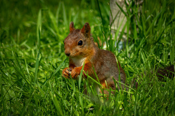 Naklejka na ściany i meble little cute squirrel sits in the grass and nibbles grains
