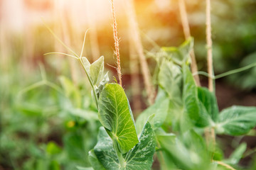 Sprout green peas in garden sunlight. Agriculture concept