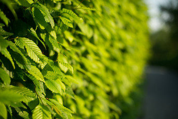leaves close up. many leaves. beautiful nature