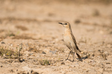 Stunning bird photo. Isabelline wheatear / Oenanthe isabellina