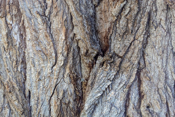 Closeup Embossed Tree Bark Texture Background