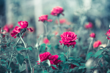 Beautiful group of pink roses flowers,Blossoming of roses flowers and green leaf in garden,Nature rose background in vintage tone.