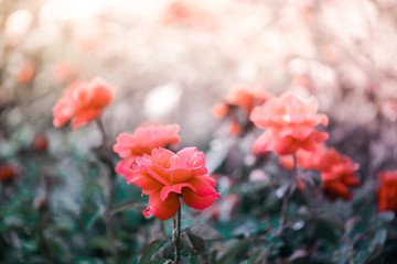 Beautiful red roses flowers,Blossoming of roses flowers and green leaf in garden with sunlight.