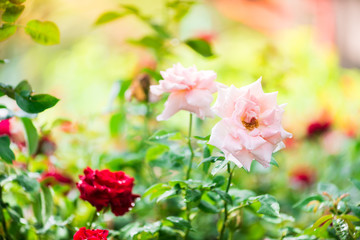 Beautiful white roses flowers background.Bouquet of fresh roses.