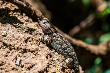Obraz premium Lizard on a rock