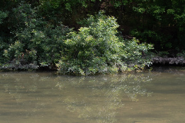 Obraz na płótnie Canvas Bush growing in the river
