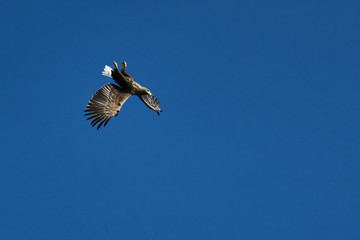 Weissschwanz Seeadler macht Fassrolle Flugmanoever
