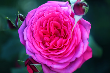 Photo background beautiful rose in the garden
