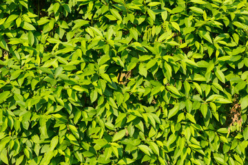 leaves close up. many leaves