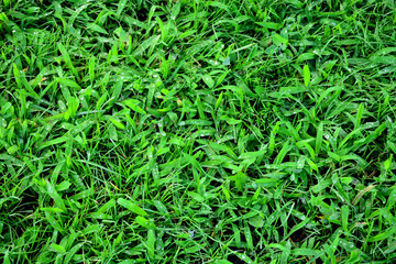 Grass background