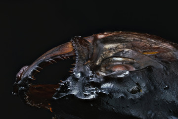 Kopf einer geräucherten Forelle Makro 