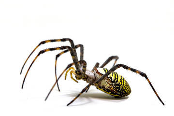 Yellow black crab spider on white background. Tropical insect hunter spider closeup photo. Exotic spider detailed macrophoto