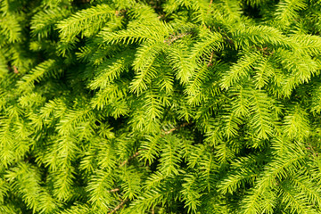 Fir trees close up. many branches. beautiful nature