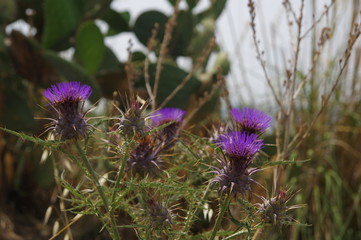 Diestelblüten