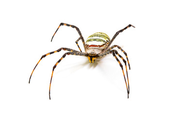Colorful spider on white background. Tropical insect crab spider closeup photo. Exotic spider detailed macrophoto