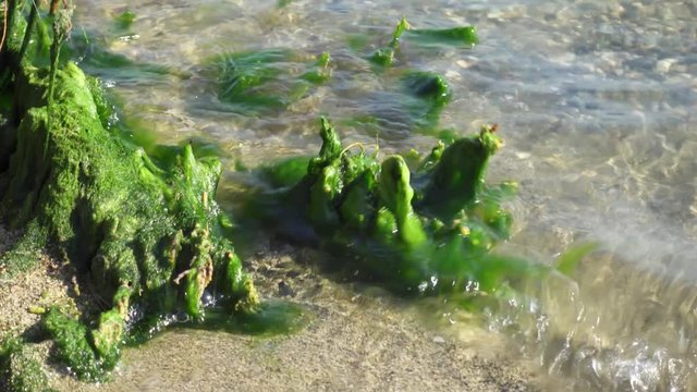 View of seaweed in surf of Mediterranean sea at sunny day. Close up of shallow water waves splashing against green moldy alga of salt lake. Concept of environmental pollution and water contamination
