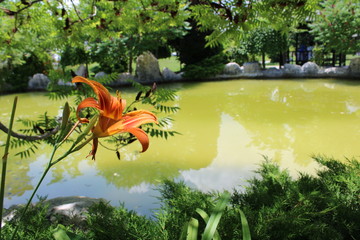orange flower on green pond