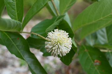 Flower at the river side