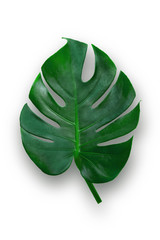 Monstera deliciosa leaf  isolated on white background with clipping path included