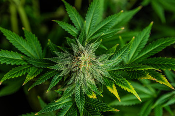 Afghan kush special variety of marijuana flower with aged blooms