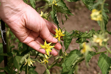 A male hand holds a young tomato plant in a home garden. Tomato seedlings. Flowering tomato plant