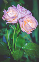 Fototapeta premium rose flower in the garden
