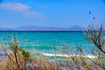 Shrubs on the beach on Kos island in Greece