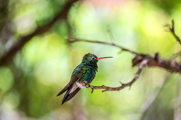 Hummingbird perched in a tree