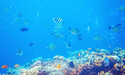 Fototapeta na wymiar Underwater landscape with coral reef and tropical fish. Yellow black striped dascillus. Tropical aquarium background