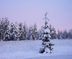 Snow covered trees in the winter at twilight and one alone spruce in the foreground, lilac pink sunset, Polar Circle