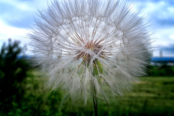 dandelion on a background of blue sky