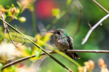 Fototapeta premium Hummingbird perched in a tree