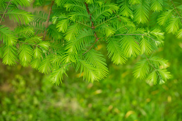 leaves close up. many leaves