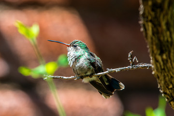 Hummingbird perched in a tree