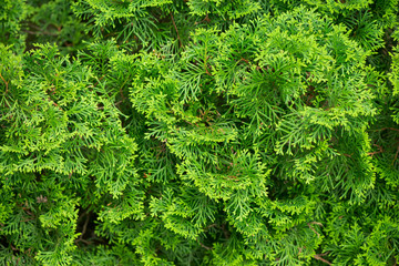 leaves close up. many leaves
