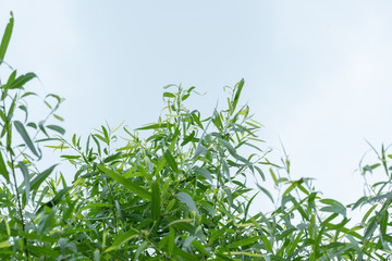 Bamboo rising to the sky