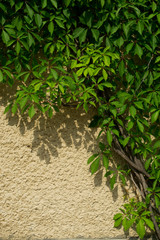 leaves close up. many leaves