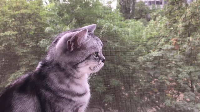 Cute American Shorthair Cat Sitting On The Window Silly With Big Green Eyes Pet Animal Looking Outdoor. Summer Season Tree Outside. Adorable Kitten American Short Hair Waiting Home Owner