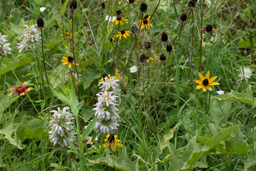 Wildflowers in a field