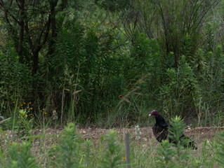 Buzzard on ground preparing for flight