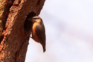 Eurasian nuthatch (Sitta europaea) at nesting cavity