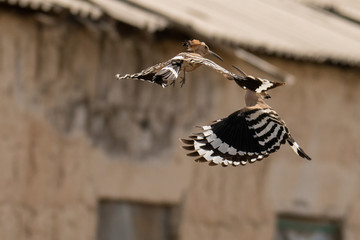 Courtship of a pair of birds. Stunning bird photo. Eurasian hoopoe / Upupa epops
