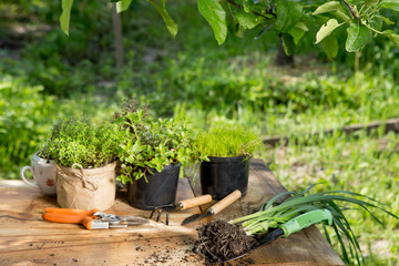 Seedlings, plants in pots and garden tools on the wooden table, green trees background - gardening concept