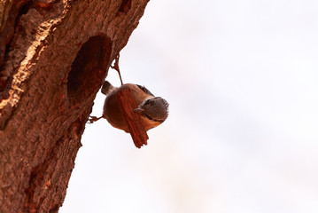 Eurasian nuthatch (Sitta europaea) at nesting cavity