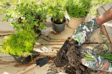 Seedlings, plants in pots and garden tools on the wooden table, green trees background - gardening concept
