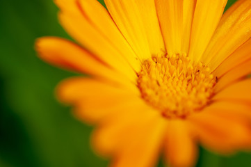 orange flower on green background