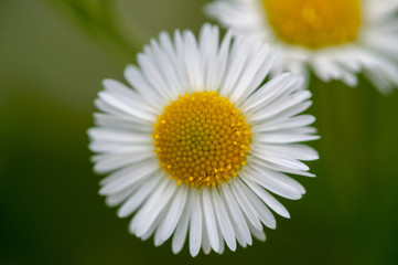 Obraz premium small Daisy flower on green background