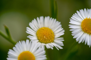 Obraz premium small Daisy flower on green background