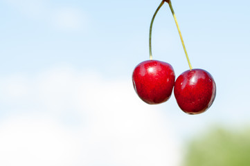 ripe cherry on blue background