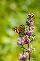 meadow, plants, flower, butterfly, fauna, flora, bright, colors, nature, beauty